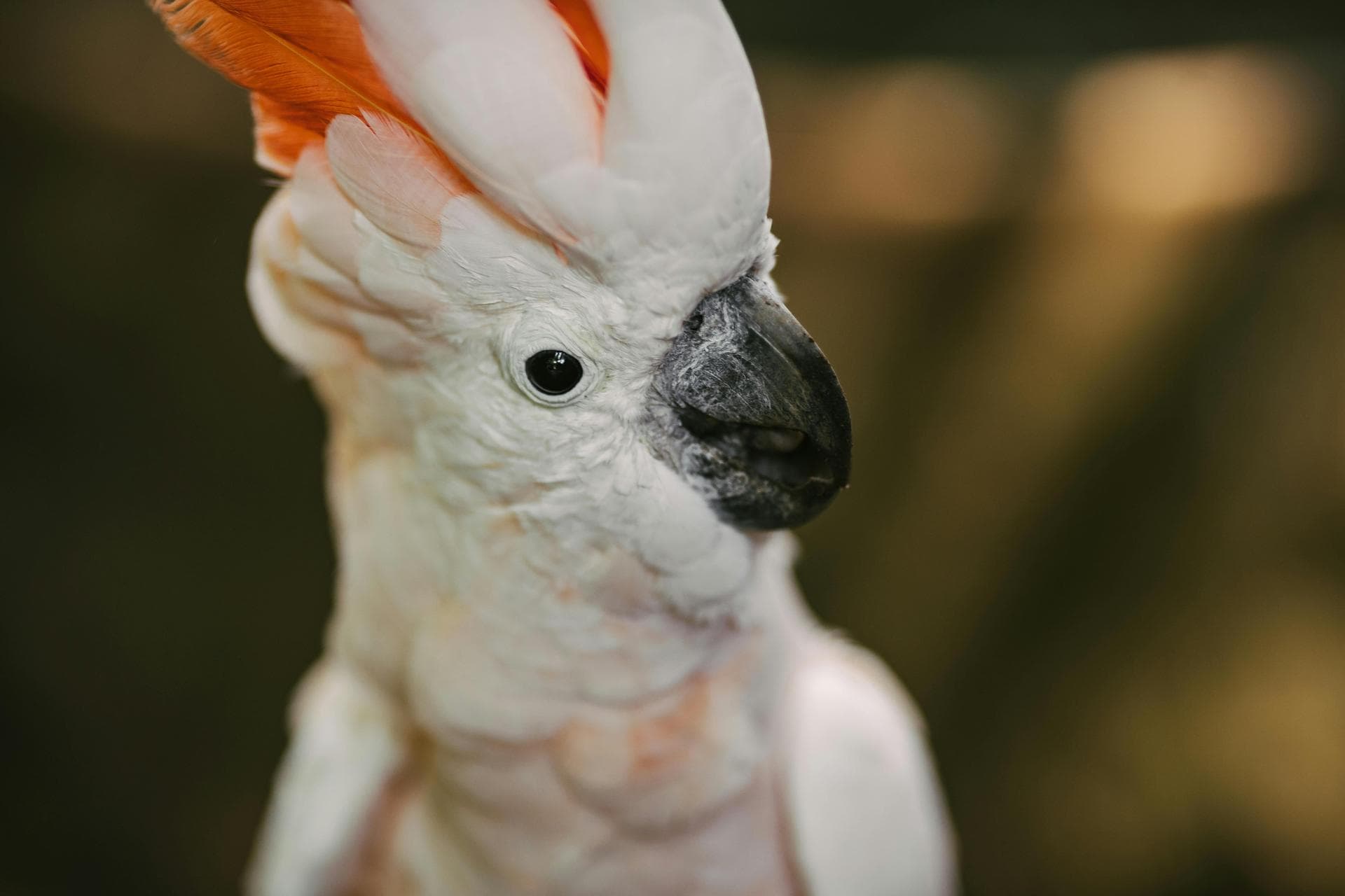Bird Exotic Pet Consultation Prices in South Yorkshire