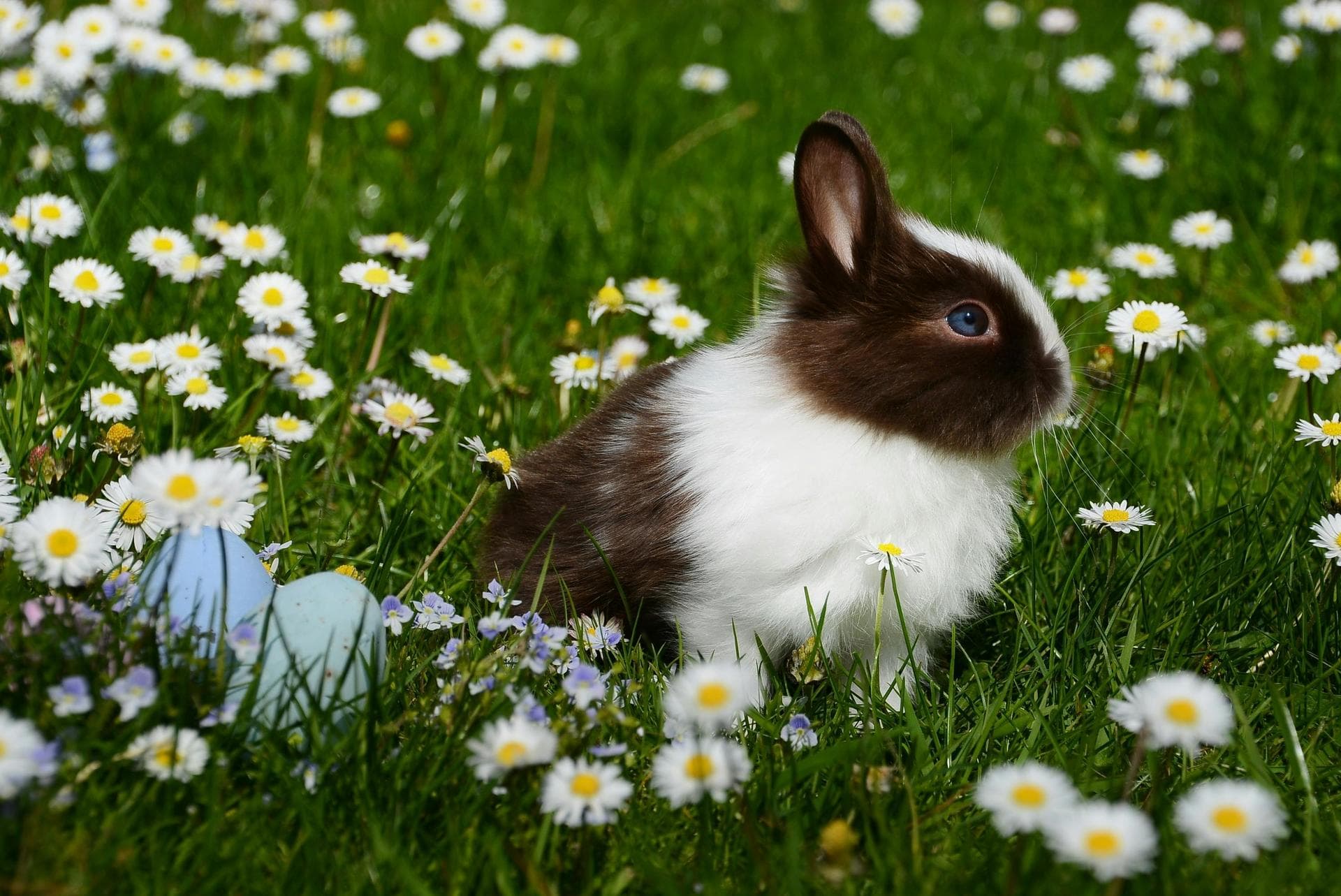 Combined Myxomatosis & VHD Vaccination Prices in South Yorkshire