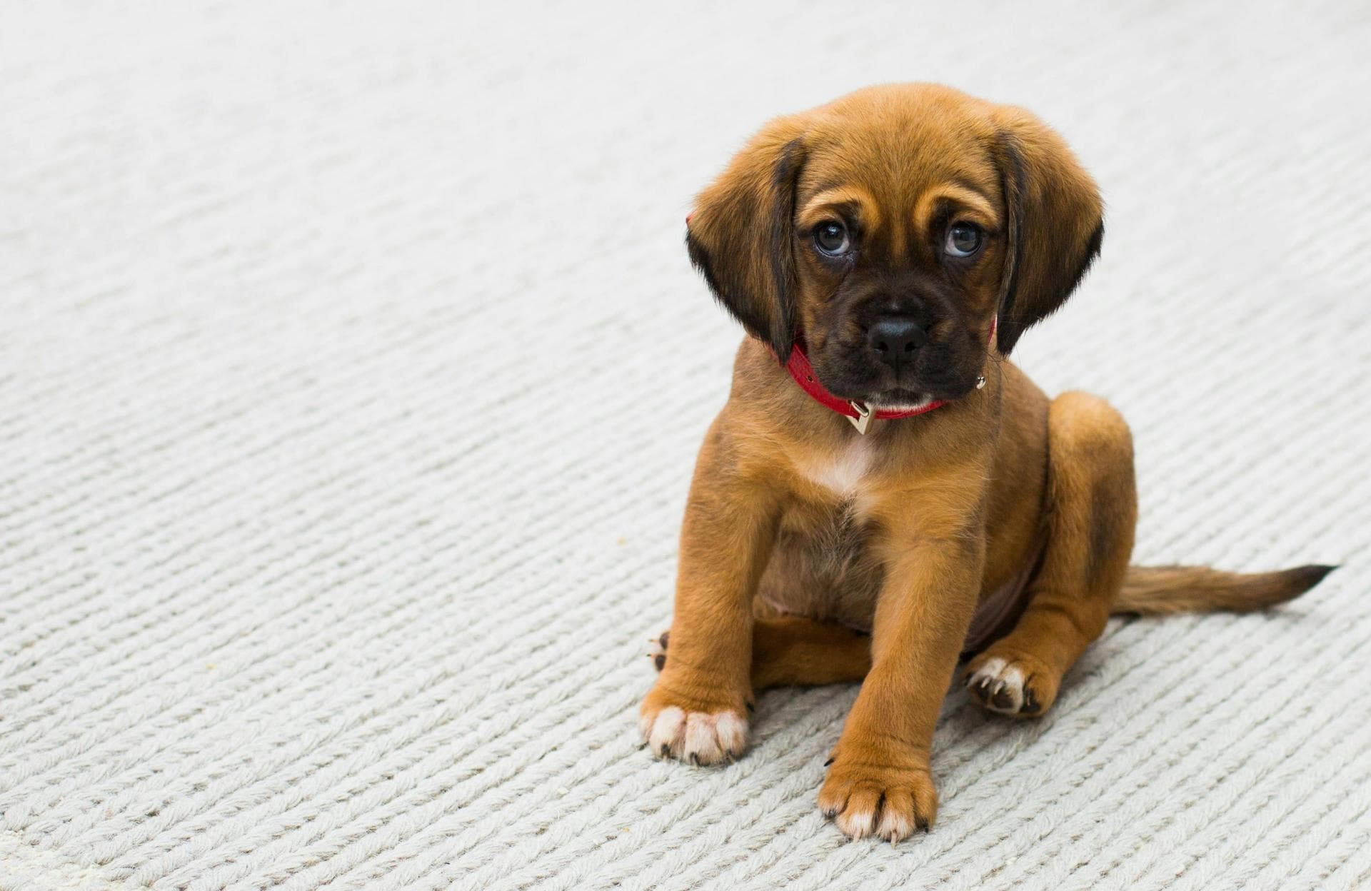 Dog Cremation Prices in South Yorkshire