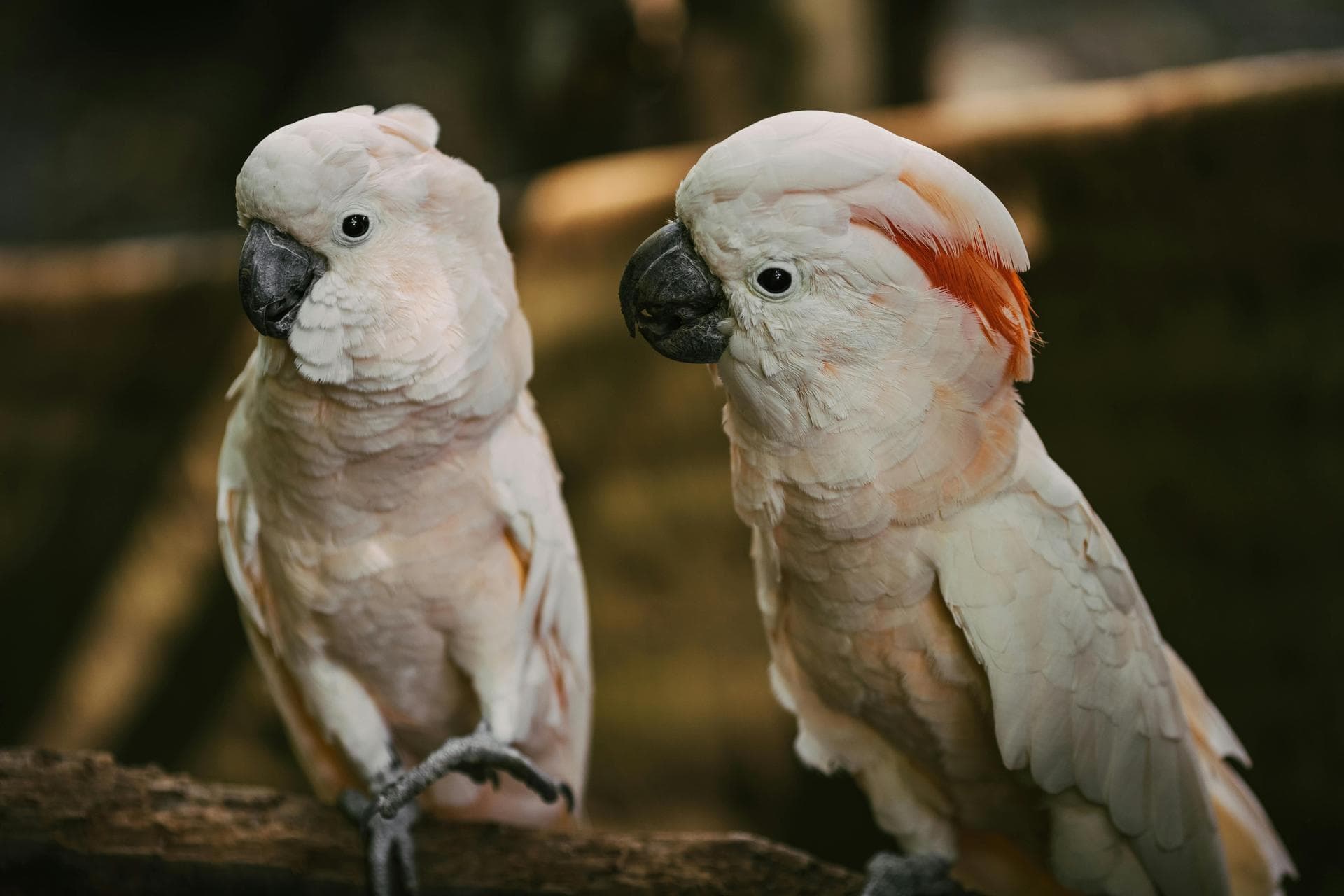 Farm & Large-Animal Vets in South Yorkshire