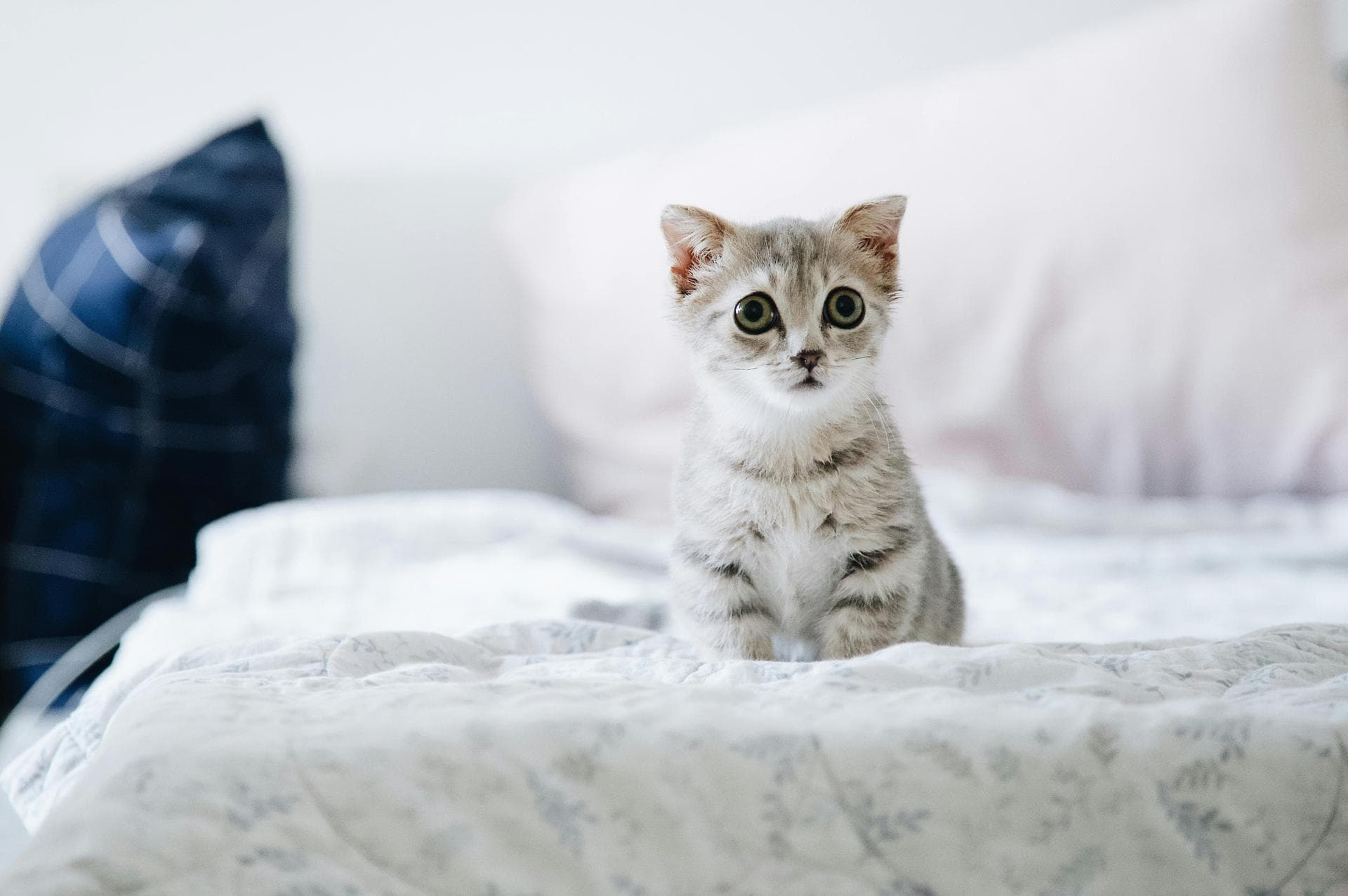 Cat Spay Castrate Neutering Prices in South Yorkshire